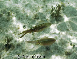 Caribbean Reef Squid.   Was snorkeling at the time I ran ... by Paul Mason 